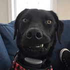 cortygade thumbnail