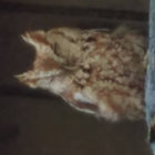 somebody_o_0 thumbnail