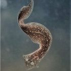 flatworm thumbnail