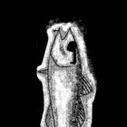 Wilbur thumbnail