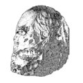 Dead Neanderthals image