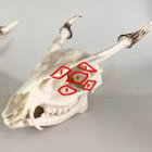muntjacteeth thumbnail