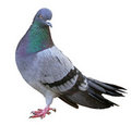 Pigeon English image