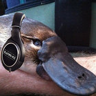 platypus_rex thumbnail