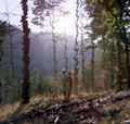 COUGAR ISLAND photo