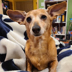 Small Medium Large | SML | International Anthem