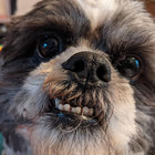 chillslothvibes thumbnail