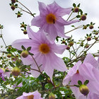 under_the_doona thumbnail