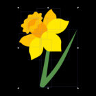 daffodil thumbnail