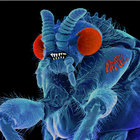 kohunui thumbnail