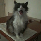 KT Dotty Cat thumbnail
