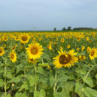 S thumbnail
