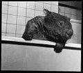 (the) WOBBLY wombat image