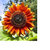 sleepingsunflower thumbnail