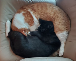 Catphish