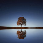 Silvertree thumbnail