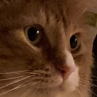 Scoobert thumbnail