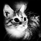 somekindofbob thumbnail