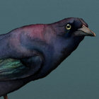 Hands of Glory | Andrew Bird