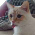 iccake8 thumbnail
