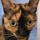 thesmeagolcatcometh thumbnail