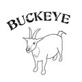 Buckeye image