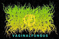 Vaginal Fungus image