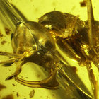 insectorz thumbnail