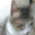 charlottechat thumbnail