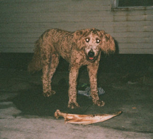 Dead Family Dog — Photo