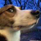 ceiri thumbnail