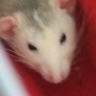 Ombekende thumbnail