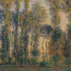 densepoplar thumbnail