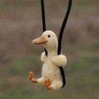 piraffe thumbnail