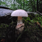 Mushies thumbnail