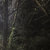 Mycological Curiosities thumbnail