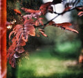 Autumn Echoes image