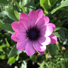 Blossom thumbnail