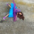 steff_and_kyle thumbnail
