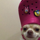 sasouille9 thumbnail