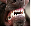 Kramlessur thumbnail