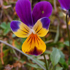 ambroisia thumbnail
