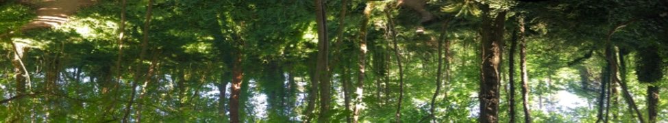 Owies — Photo
