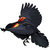 Red-Winged Blackbird thumbnail
