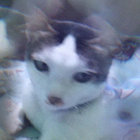 Febriani Savitri  thumbnail