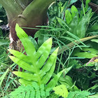 napuaflower thumbnail