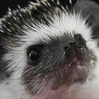 rustypottamus thumbnail