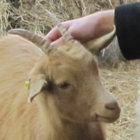 GoatTub thumbnail