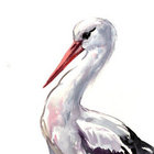 elegantstork thumbnail