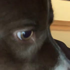 MVETTOR thumbnail
